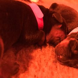 Rottweiler Puppies from Vom Gryphonberg