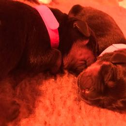 Rottweiler Puppies from Vom Gryphonberg