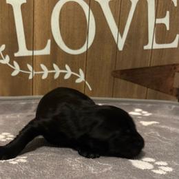 Coast - Black male Giant Schnauzer puppy in Houston, Texas from Elevated Pearl Giants