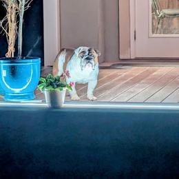 Boy 1 - Red and white male Bulldog puppy in Forsyth, Georgia from Evangeline Bulldogs