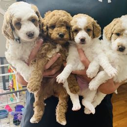 Bernedoodle and Goldendoodle Puppies from Cottrell’s Poodles & Doodles