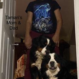 Bernese Mountain Dog Puppies from Bernese Bunker