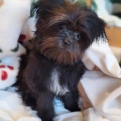 Cello - Black male Mi-Ki puppy in Toronto, Ohio from Shekinah’s Mi-Kis & Cricket Hill’s Westies