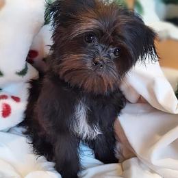 Cello - Black male Mi-Ki puppy in Toronto, Ohio from Shekinah’s Mi-Kis & Cricket Hill’s Westies