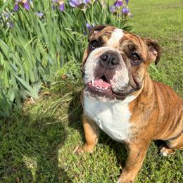 Emma - Bulldog