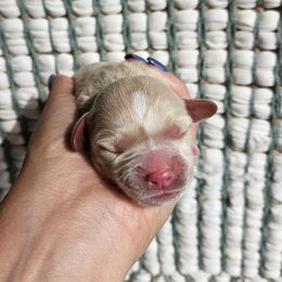 Cypress - Boy 2 - Apricot male Cavapoo puppy in London, Kentucky from Blue Meadow Puppies