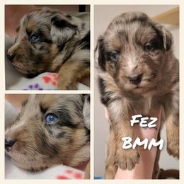 Fez - Miniature Australian Shepherd puppy in Roseville, California from Golden State Mini Aussies