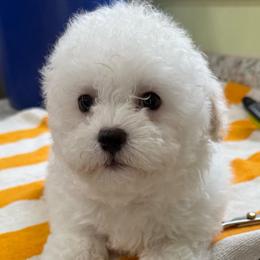 Haley - White female Maltipoo puppy in Colonial Beach, Virginia from BeachRidge Pups