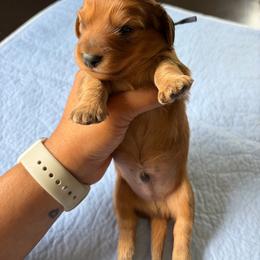 Dark blue collar - Red male Dachshund puppy in Washington Court House, Ohio from Brightman's Dashing Doxies
