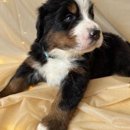 Bravo - Black rust and white male Bernese Mountain Dog puppy in Redlands, California from Country Feels Ranch
