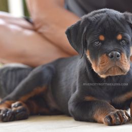 Beautiful Female - Black and mahogany female Rottweiler puppy in Bulverde, Texas from River City Rottweilers