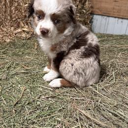 Miniature Australian Shepherd Puppies from Mid-Plains Mini Aussies