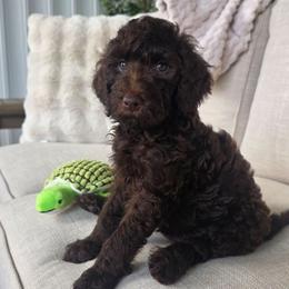 Benji - Chocolate male Goldendoodle puppy in Wauseon, Ohio from Medium Labradoodles 🐾