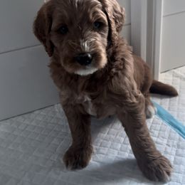 Goldendoodle Puppies from Goldendoodles of Anchor Bay