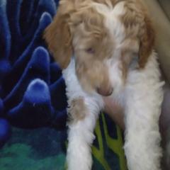 Labradoodle Puppies from Hills labradoodles