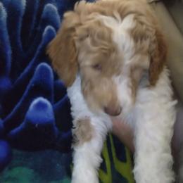 Labradoodle Puppies from Hills labradoodles