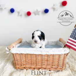 Goldendoodle Puppies from Eagle Mountain Doodles