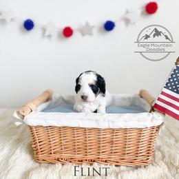 Goldendoodle Puppies from Eagle Mountain Doodles