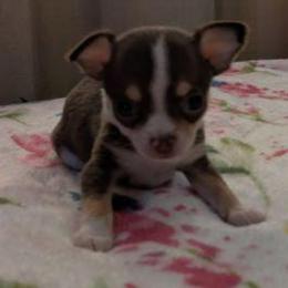 Cici - Chocolate and white female Chihuahua puppy in Amity, Pennsylvania from Baxters Chihuahuas
