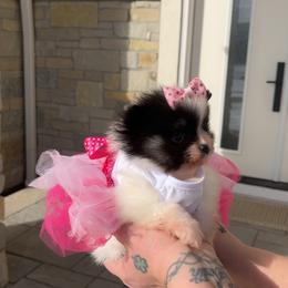 Tia - Tri-colored female Pomeranian puppy in Milwaukee, Wisconsin from Dolcebellezza’s Poms