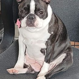 Boston Terrier Puppies from Big Sky Bostons