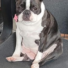 Boston Terrier Puppies from Big Sky Bostons