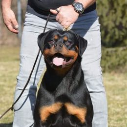 Janice - Rottweiler