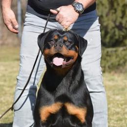 Janice - Rottweiler