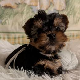 Kally - Black and tan female Yorkshire Terrier puppy in Gatesville, Texas from KontryKritterz Yorkies