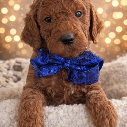 Mr. Blue - Red  male Goldendoodle puppy in Greenwood, Louisiana from GoldenFido