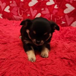 Dina - Black and tan female Chihuahua puppy in Chesapeake, Virginia from Elsbeth's Chihuahuas