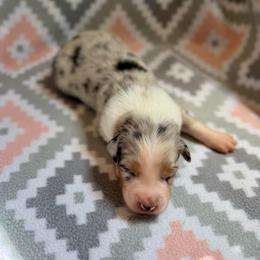 Daisy - Blue merle female Australian Shepherd puppy in Clover, South Carolina from Jo’s Aussies
