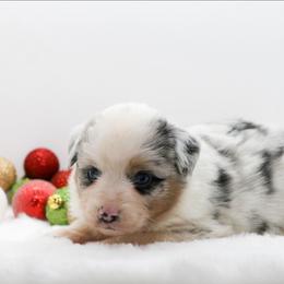 Male 4 - Blue merle male Miniature American Shepherd puppy in Childress, Texas from Taylor Farms