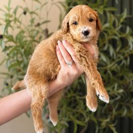 Hawk - Apricot male Goldendoodle puppy in Van Alstyne, Texas from Forest Haven Doodle Co.