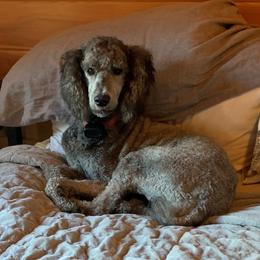 Poodle puppies from Tamarack Therapy Dogs