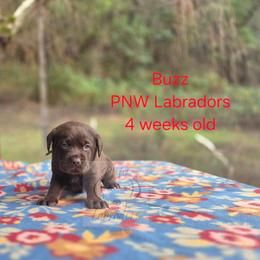Buzz - Chocolate male Labrador Retriever puppy in Rogue River, Oregon from PNW Labradors