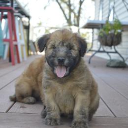 Pine - Wheaten male Soft Coated Wheaten Terrier puppy in Kirksville, Missouri from Ironwood Ridge Kennels