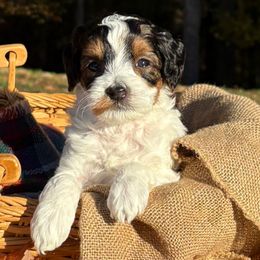 Lion - Black male Australian Labradoodle puppy in Decatur, Alabama from Southern Meadows Doodles