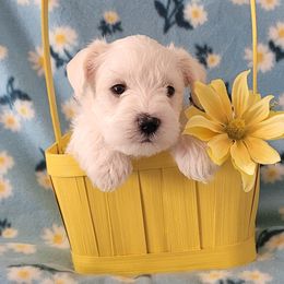 Miniature Schnauzer Puppies from Dorie's Mini Schnauzers