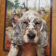 English Setter Puppies from Wild Bird Setters