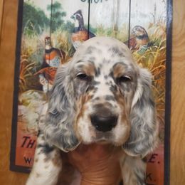 English Setter Puppies from Wild Bird Setters