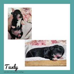 Tuxly - Black and white male Schnoodle puppy in Lebanon, Missouri from Cedar Glades Canines