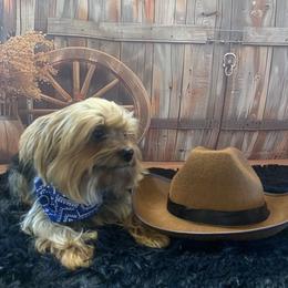 Max - Yorkshire Terrier