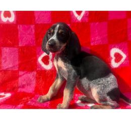 Stormy - Blue ticked and tan female Bluetick Coonhound puppy in Mount Pleasant, Texas from Harmons Hounds