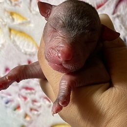 Ulmer - Red Xoloitzcuintli puppy in Victorville, California from Elegancia Vintage Xoloitzcuintle