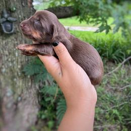 Walnut - Chocolate and tan male Dachshund puppy in Beggs, Oklahoma from Parker House Dachshunds