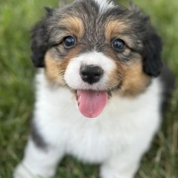 American Corgis and Pembroke Welsh Corgis from Whisper Lane Corgis