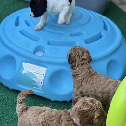 Poodle Puppies from Poodles of Tampa Bay