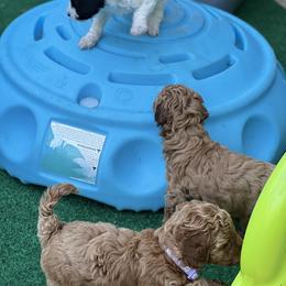 Poodle Puppies from Poodles of Tampa Bay