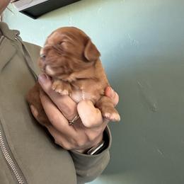 Ruby - Ruby male Cavalier King Charles Spaniel puppy in Greenleaf, Wisconsin from Ledgetop Family Cavaliers